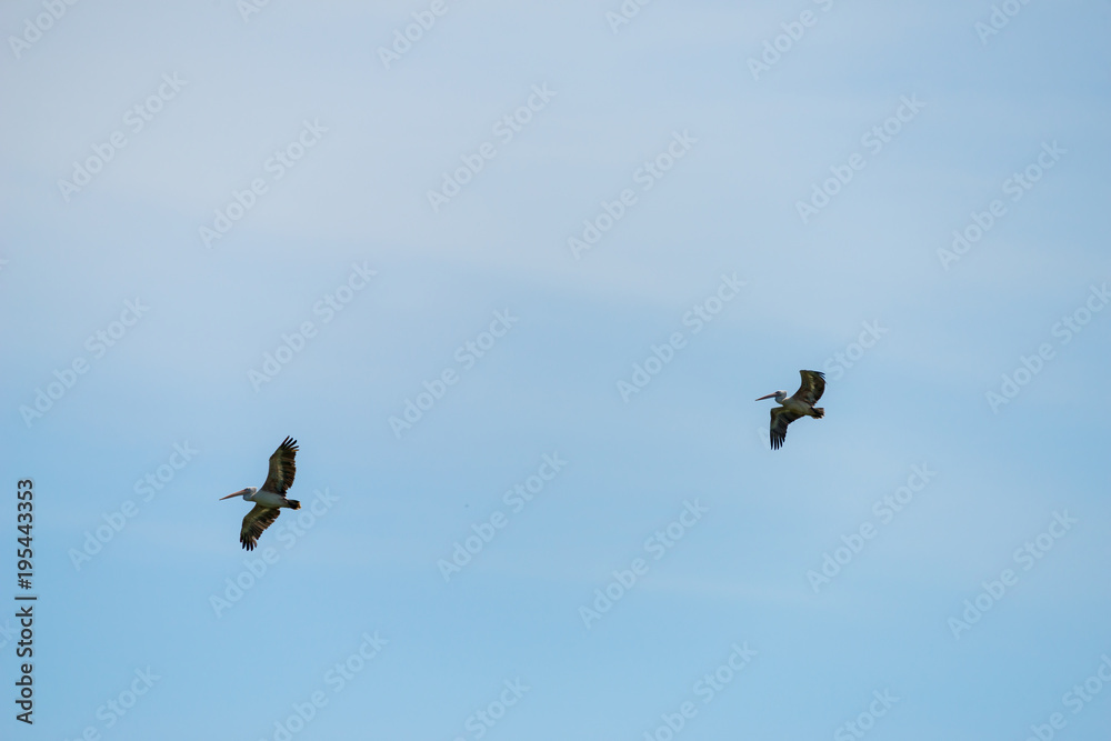 Flying spot billed pelican or grey pelican in Thailand Flying spot billed pelican or grey pelican in Thailand