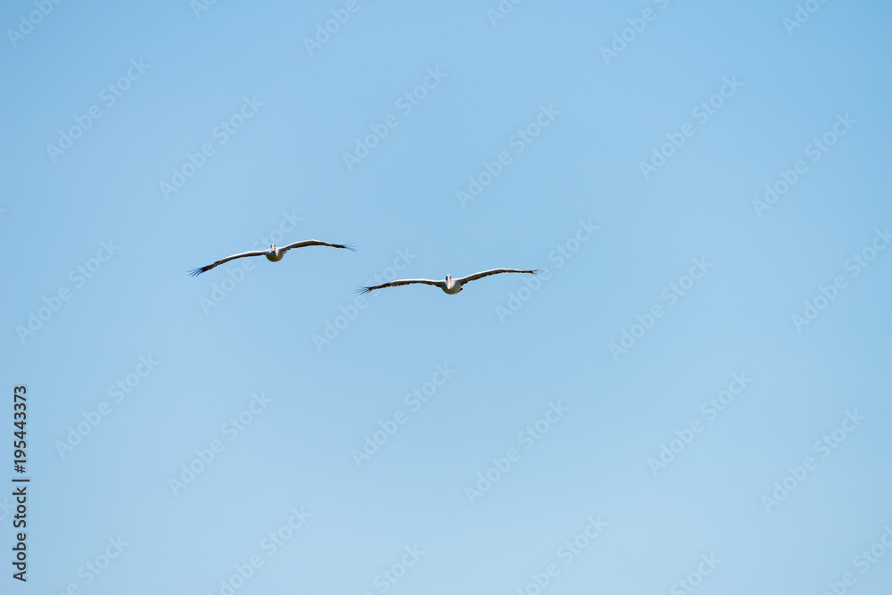Flying spot billed pelican or grey pelican in Thailand Flying spot billed pelican or grey pelican in Thailand
