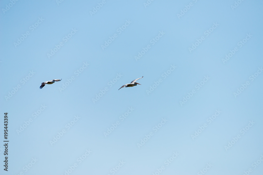 Fototapeta premium Flying spot billed pelican or grey pelican in Thailand