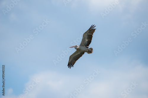 Flying spot billed pelican or grey pelican in Thailand