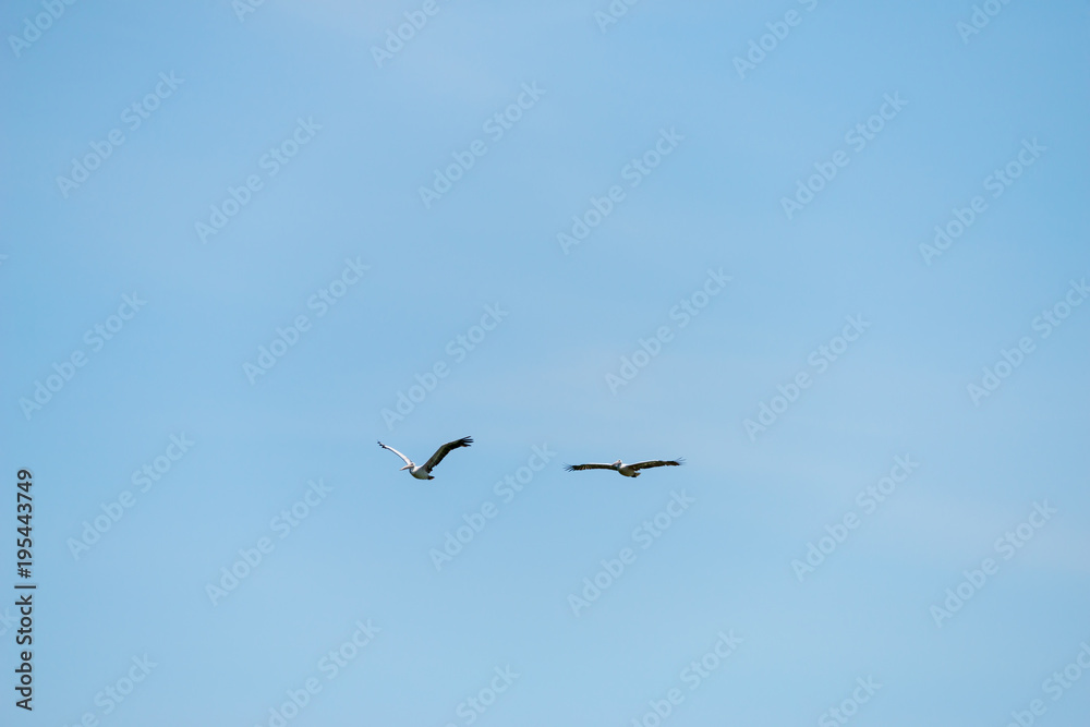 Flying spot billed pelican or grey pelican in Thailand Flying spot billed pelican or grey pelican in Thailand
