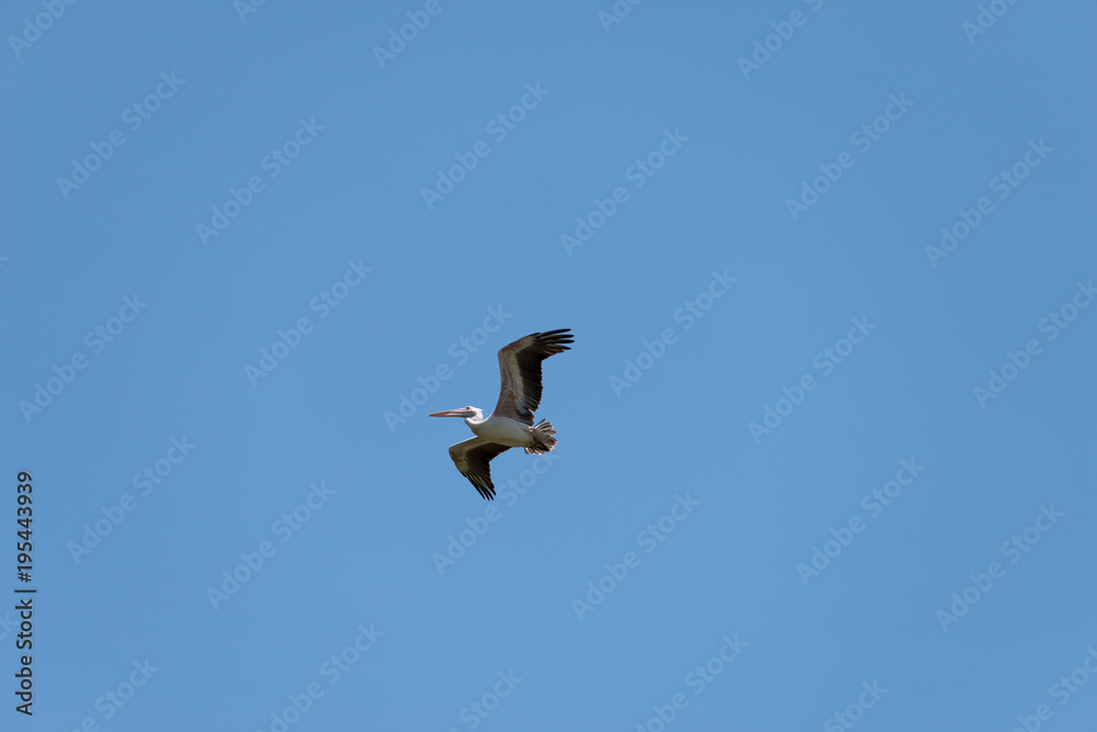 Flying spot billed pelican or grey pelican in Thailand Flying spot billed pelican or grey pelican in Thailand