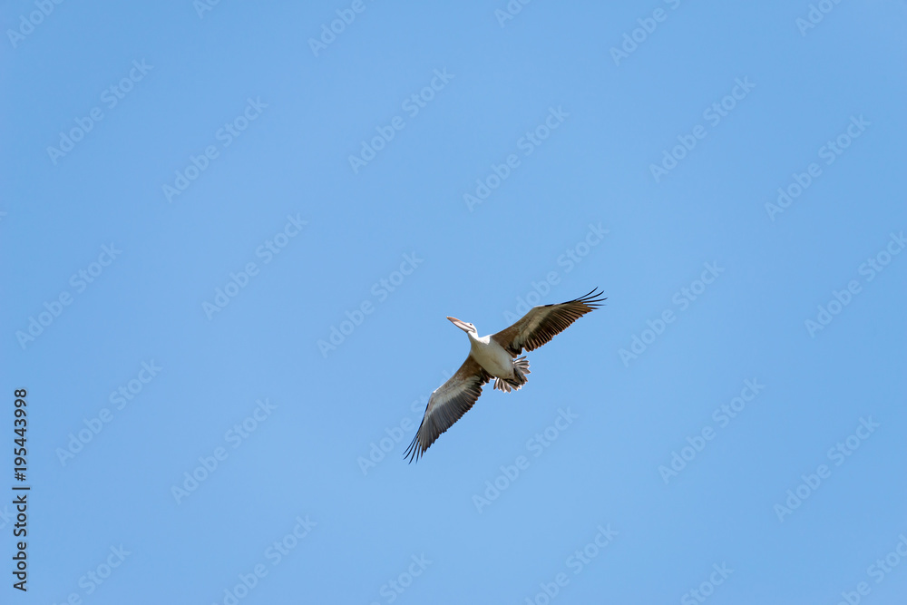 Flying spot billed pelican or grey pelican in Thailand Flying spot billed pelican or grey pelican in Thailand