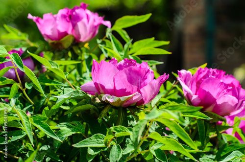 Tree peony blossoming in garden