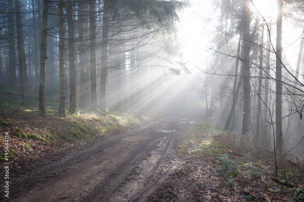 Naklejka premium Magic Forest, Wood in the mist, Vosges, France