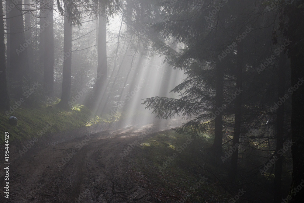 Magic Forest, Wood in the mist, Vosges, France