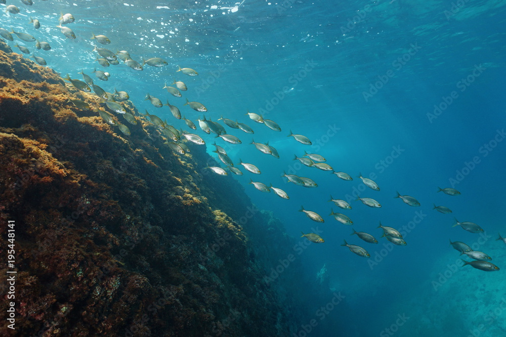 Fototapeta premium School of fish underwater in the Mediterranean sea, sea bream dreamfish, Sarpa salpa, Costa Brava, Llafranc, Catalonia, Spain