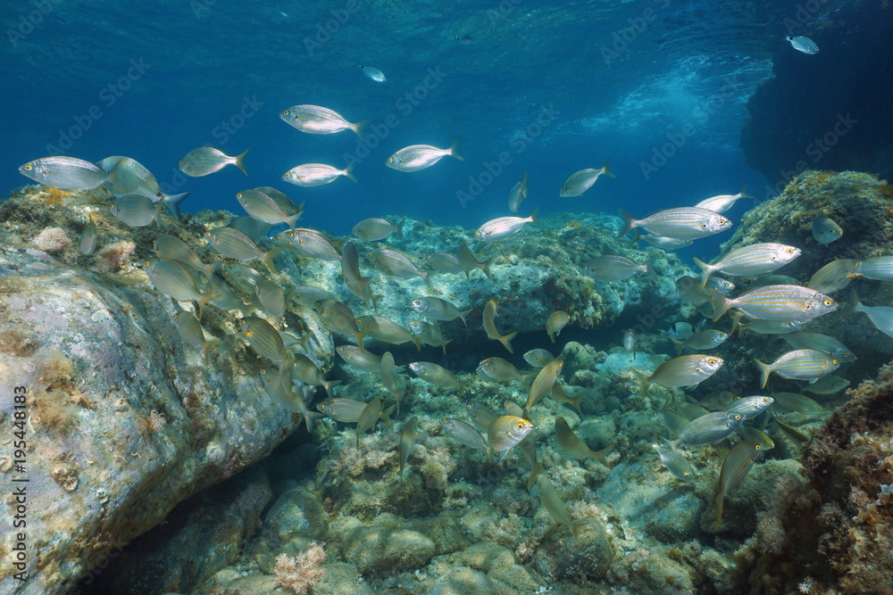 Shoal of fish, sea bream salema porgy, underwater in the marine reserve of Cerbere Banyuls, Mediterranean, Pyrenees-Orientales, France Shoal of fish, sea bream salema porgy, underwater in the marine reserve of Cerbere Banyuls, Mediterranean, Pyrenees-Orientales, France