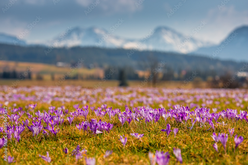 Fototapeta premium Spring in Tatra Mountains