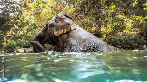 wild elephant playing and bathing in the water or a river 
