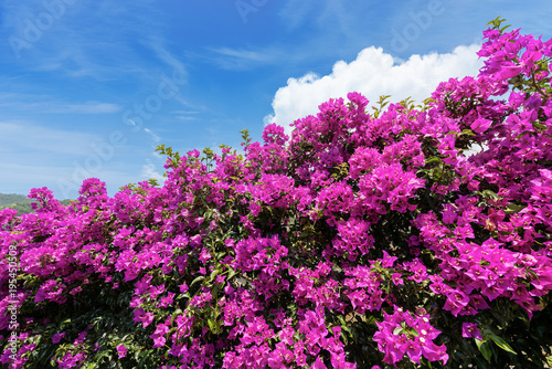 Violet Bougainvillea Flowers on a Blue Sky