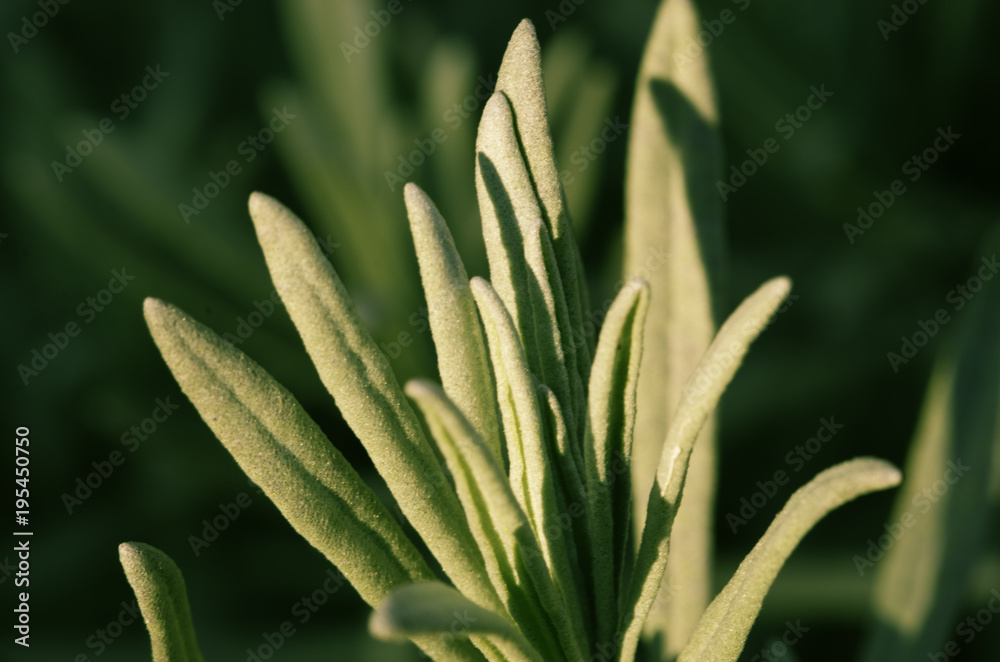 Macro Natura Macro Natura