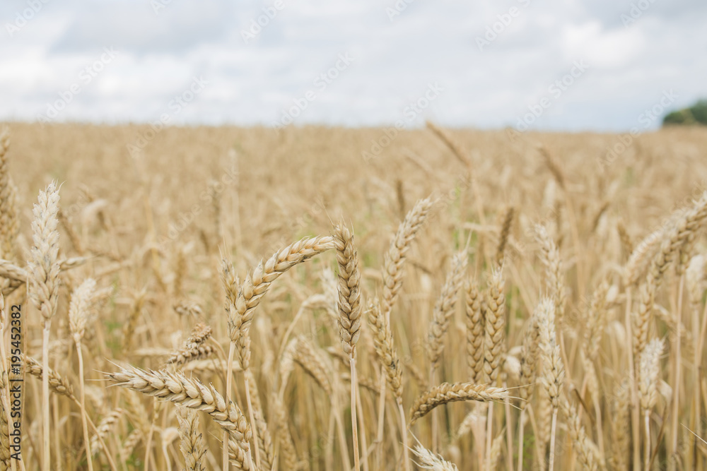 golden wheat field and sunny day