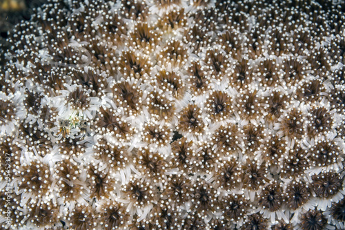 Sea anemones underwater