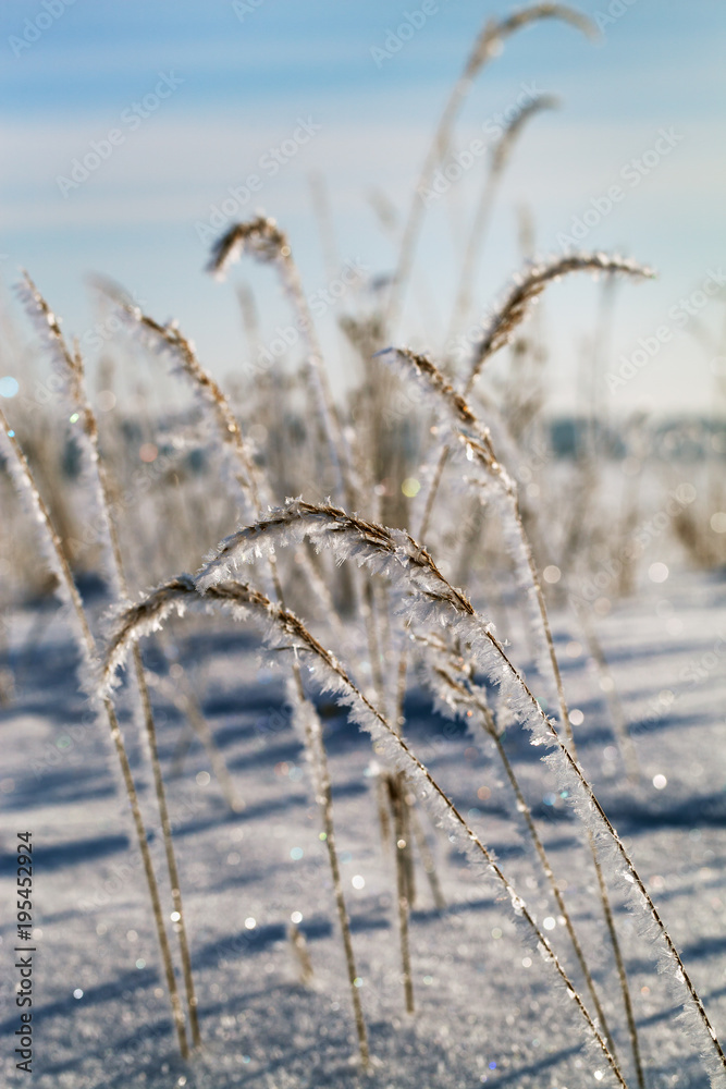 Fototapeta premium Frosted grass in winter.