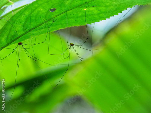 closeup of many spider-like insects on a green tropical leaf