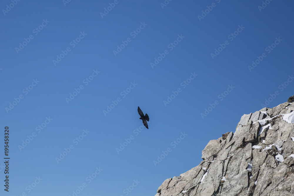 The bird flies over the rocks in French Alps. Location Mont Blanc, France The bird flies over the rocks in French Alps. Location Mont Blanc, France