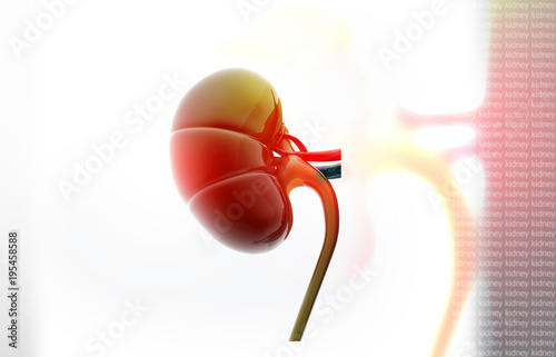 Human kidney. 3d illustration.