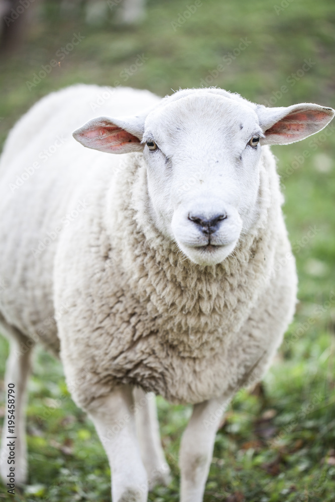 sheeps standing in the pasture.