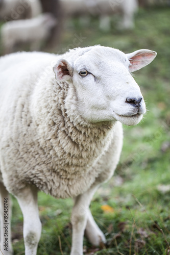 sheeps standing in the pasture.