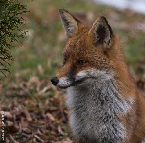 Red Fox Vixen © David