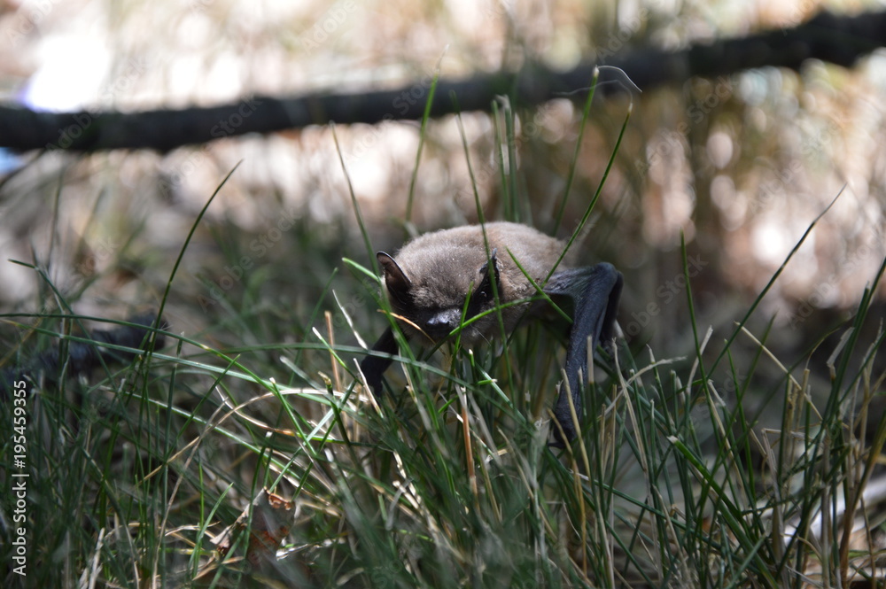 A bat on the garden floor in the daylight