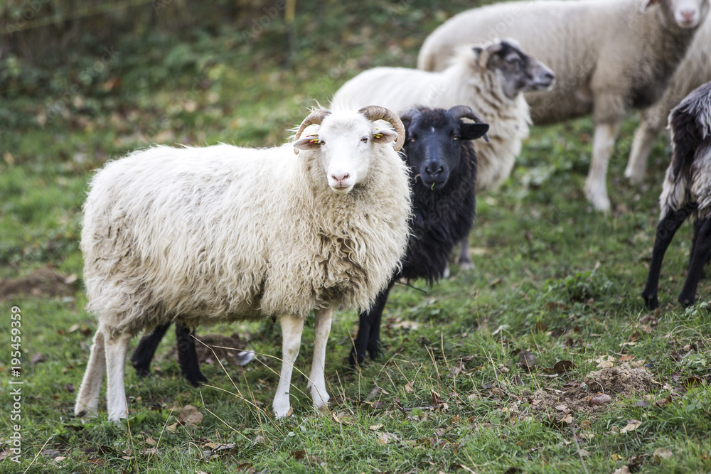 sheeps standing in the pasture. sheeps standing in the pasture.