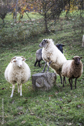 Fototapeta Naklejka Na Ścianę i Meble -  sheeps standing in the pasture.