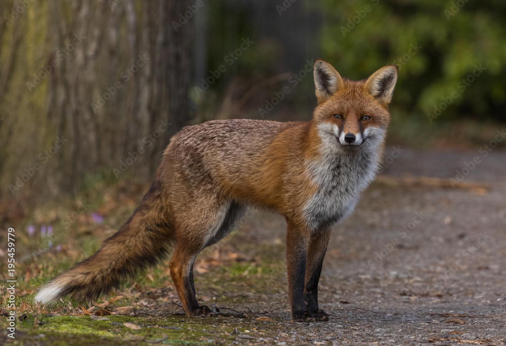 Red Fox Expressions