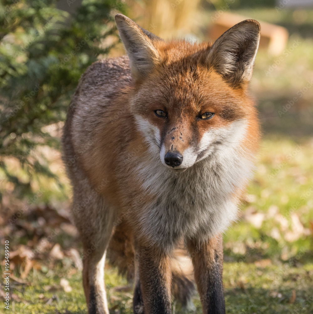 Fototapeta premium Red Fox Expressions