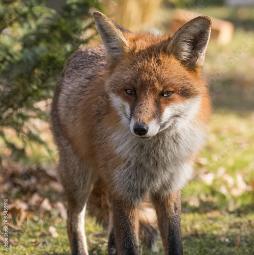 Red Fox Expressions © David