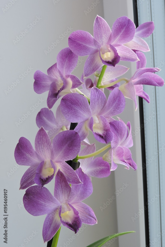 Naklejka premium A purple orchid