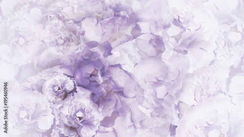 Floral purple-white background. Purple-white vintage flowers peonies. Floral collage. Flower composition. Nature. © nadezhda F