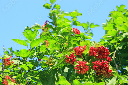 Clusters of red ripe guelder-rose