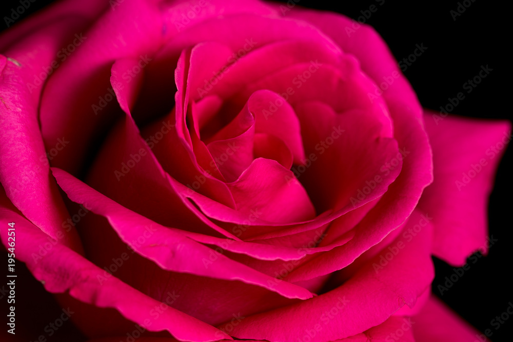 Beautiful red rose on a black background Beautiful red rose on a black background