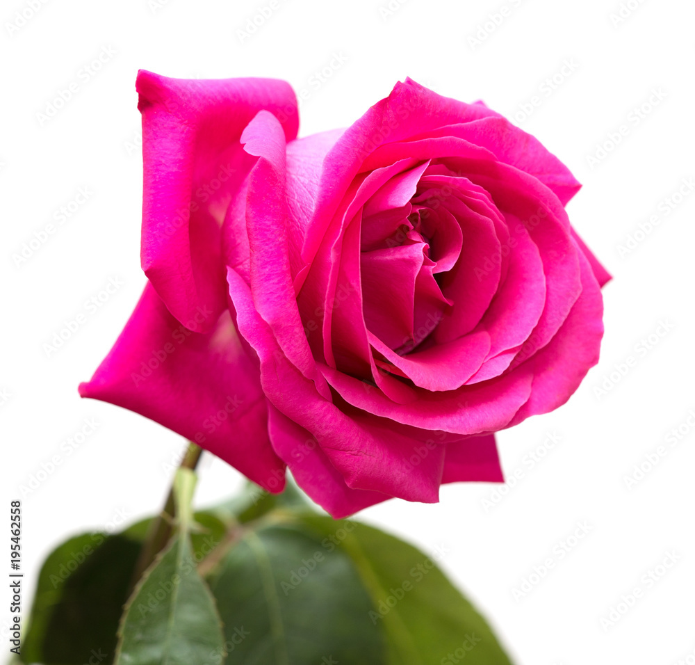 Beautiful red rose isolated on white background Beautiful red rose isolated on white background
