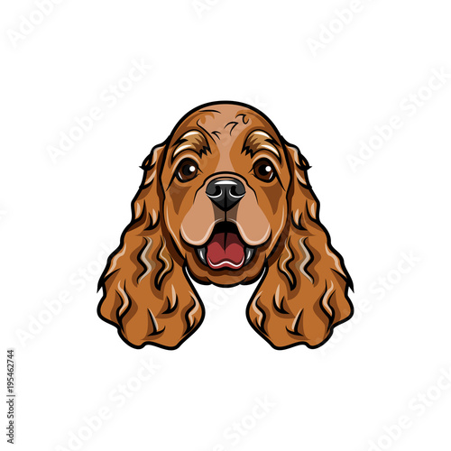English cocker spaniel head. Vector illustration.