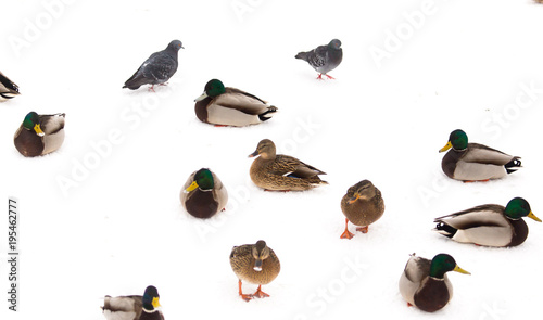 A flock of ducks on white snow in winter