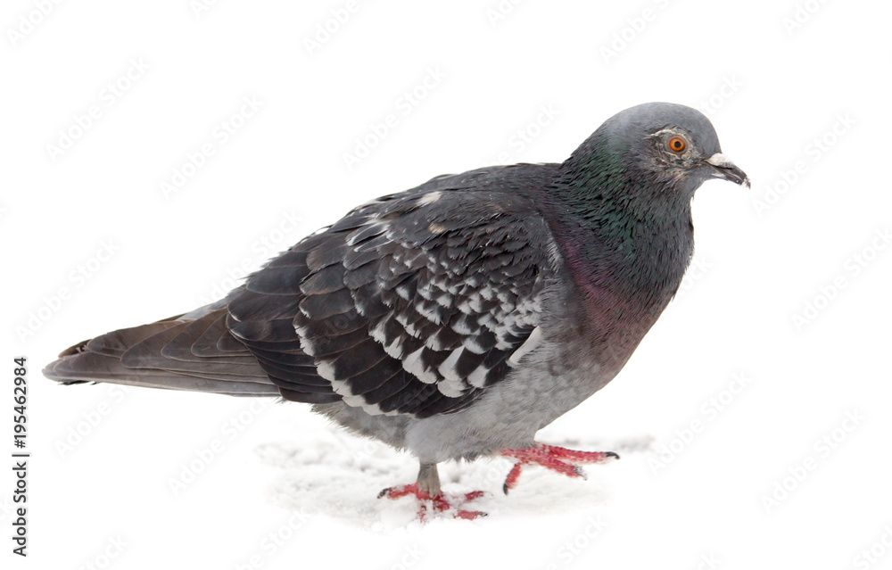 Pigeon sits on white snow in winter Pigeon sits on white snow in winter