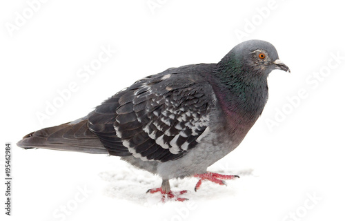 Pigeon sits on white snow in winter