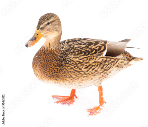 Duck sits on white snow in winter