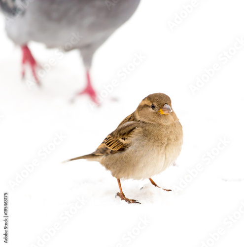 Sparrow sits on white snow in winter