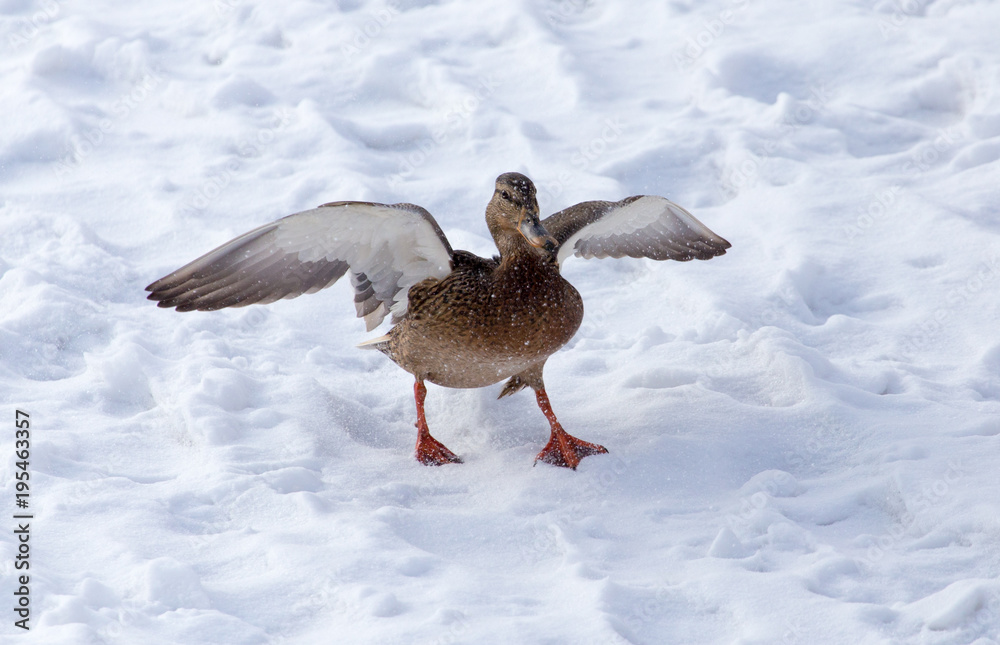 Duck flying against white snow in winter Duck flying against white snow in winter