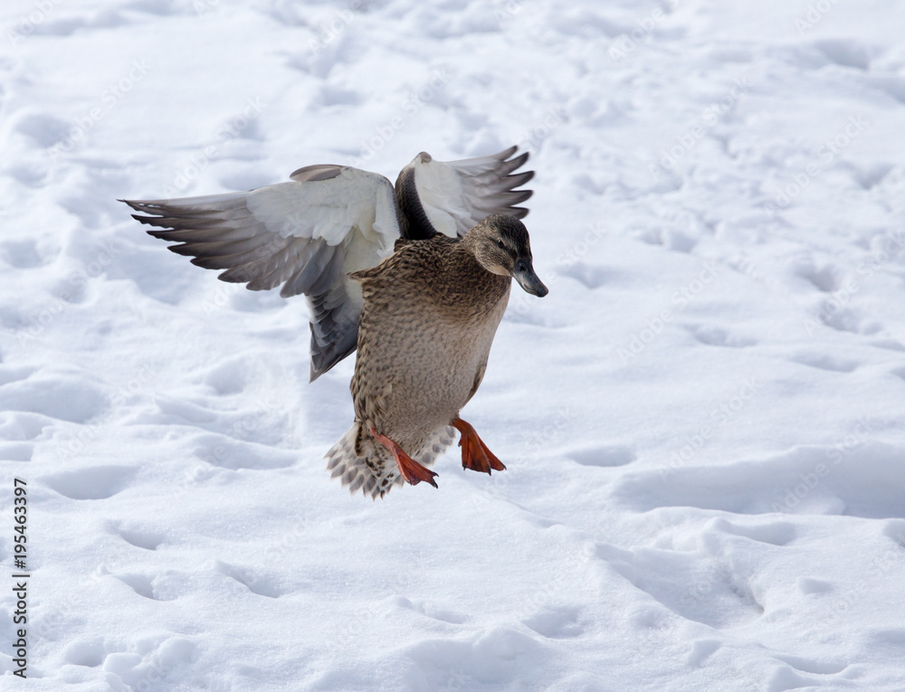 Duck flying against white snow in winter Duck flying against white snow in winter