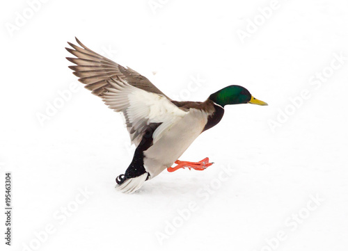 Duck in flight on a white background