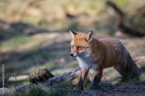 Red Fox Animal © AB Photography