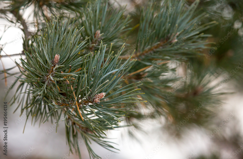 Young pine in the winter at dawn Young pine in the winter at dawn
