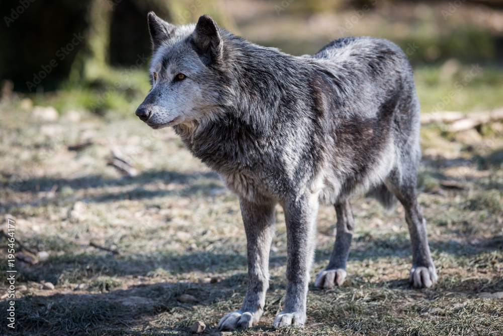 Obraz premium Black Wolf Animal