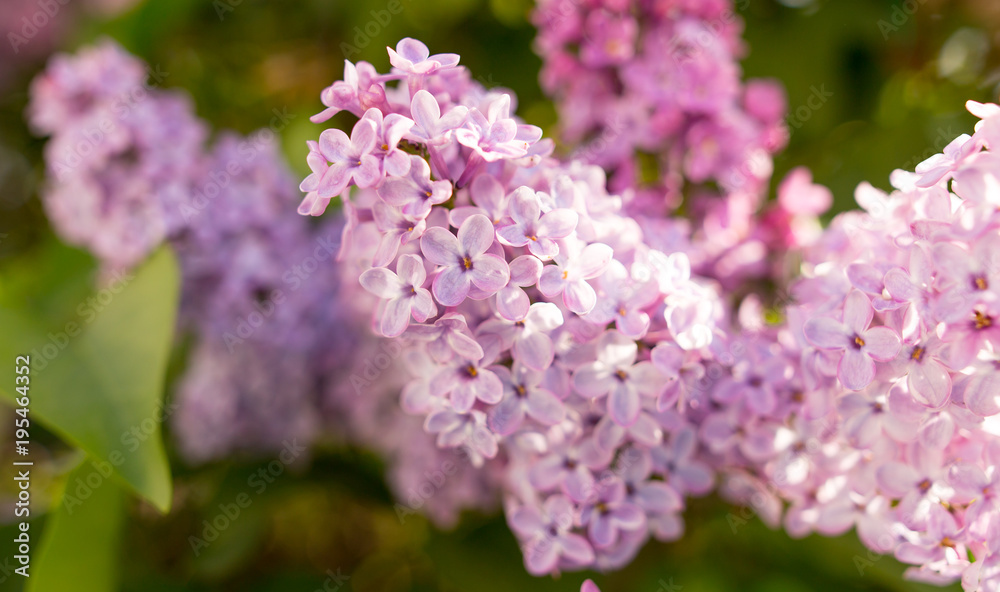 Lilac flowers on a tree in spring