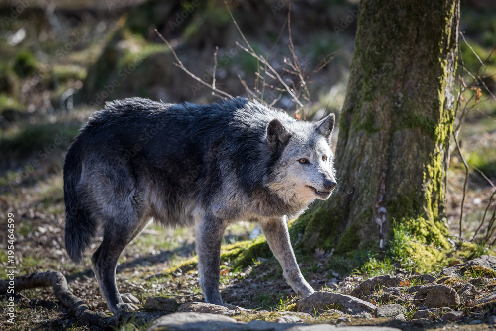 Obraz premium Black Wolf Animal